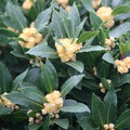 Bay Leaf Plant, Laurus Nobilis Bay Leaf Tree Live Plant, 5-9" Tall, Sweet Bay Laurel Live Plants Indoor Outdoor Patio Home Garden