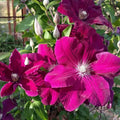 Clematis Vine Plant Live for Planting, Red Velvet Clematis Plant Live in 2.5 Inches Pot, Clematis Flowers Perennial