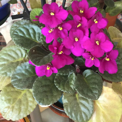 African Violet Live Plant in 4 Inch Pot, Flowering Houseplant, Easy Care Indoor Plant with Vibrant Blooms (Bright African Violet)