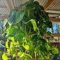 Golden Pothos Live Plant, Live Pothos Plant, Variegated Pothos Plant Live in 4 Inches Pot, Indoor Live House Plant, House Indoor Plant