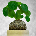 Stephania Cephalantha Bulb, Various Size for Fast Growing Stephania Plant Indoor Outdoor, Erecta Caudex Like, Rare Succulent Houseplant (Small, 2-2.5 Inches Wide)