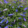 Potted Butterfly Bush Live Plant, 5-9" in Tall, Cold Hardy, Spring Outdoor PlantingBlooms Summer to Fall, Dormant in Winter (Blue Buddleia Plant)