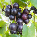 Grape Vine Live Plant 1-2 Year Old, Sweet Grape Plant Live for Growing, Grape Fruit Well Rooted Plant Bareroot (Black Muscadine Grape)