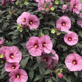 2 Pink Red Hibiscus Plants Live 5-9" in Tall, Hardy Hibiscus Tree Live Plant Year-Round Blooming, No Pot, Outdoor Perennial Planting