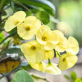 Yellow Crown of Thorns Plant Live, Euphorbia Plants Live, Euphorbia Milii Plant Live, Cactus Plants Live Houseplants, 4" Pot