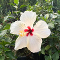 White Hibiscus Plant Live 5-9" in Tall, Hardy Hibiscus Tree Live Plant Year-Round Blooming, No Pot, Outdoor Perennial Planting