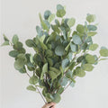 Baby Blue Eucalyptus Plant in 2.5 Inch Pot, Fragrant Silver-Blue Foliage Eucalyptus Tree Starter, Indoor and Garden Growing