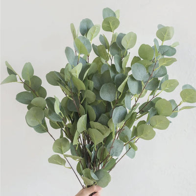 Baby Blue Eucalyptus Plant in 2.5 Inch Pot, Fragrant Silver-Blue Foliage Eucalyptus Tree Starter, Indoor and Garden Growing