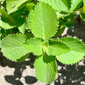 Set 4 Cuban Oregano Plants, 4 to 7 Inch Tall Starter Plant, Without Pot, Fresh Herb Oregano Live Plant for Patio and Garden, Culinary Herbs Fragrant Leaves