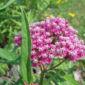 Set 3 Milkweed Plants Live, Pink Milkweed Flower Live Plant for Outdoor Indoor Gardening, Well Rooted, 4''
