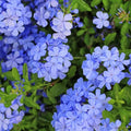 Set 3 Evolvulus Blue Daze Plant Live, Blooming Perennial Evolvulus Plants, 4-6 Inches Tall, Ready for Outdoor Growing