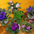 2 Assorted African Violet Live Plants, African Violet Houseplant in 4" Pots, Blooming Indoor Plant for Home or Office with Vibrant Flowers, Random Colors
