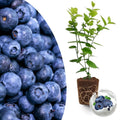 Common Blueberry Plant Live for Planting, Blueberry Bushes for Planting, 4"-7" Cold Hardy Blueberries Southern Highbush