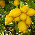 2 Starter Meyer Lemon Tree Live Plant Seedling, Small 1-2 Inches Yellow Lemon Lime Tree for Spring Planting, Very Hardy, Fragrant Citrus