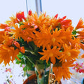 Orange Easter Cactus Plant Live, 4 Inc Pot, House Plant Live, Holiday Cactus Plants Indoor Outdoor Gardening