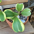 Hoya Kerrii Heart Plant, Variegated Hoya Plant Live Houseplants 2 Inches Potted to Plant Indoor