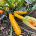 Set 2 Squash Plants Live for Planting, Yellow Zucchini Plants Live for Planting, Vegetable Plant 4 Inches Pot