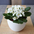 White African Violet Plant Live, White Violet Flower, 3-5 Inches Tall