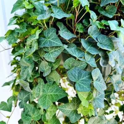Ivy Plant Live, Trailing Ivy Plant 4'' Pot, Climbing Houseplant for Growing Indoor Outdoor
