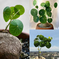 Stephania Cephalantha Caudex Plant Live, Medium Stephania Succulents Houseplant 2-2.5 Inch, Perennial and Cold Hardy