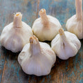 Garlic Bulbs for Planting, Pack 4 Bulbs for Growing Outdoors, Fresh Heirloom Garlic Bulbs