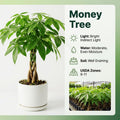 Money Tree Live Plant, Money Trees Well Rooted from 6 to 10 Inches Tall, Tropical Indoor Plant for Home Office Decor