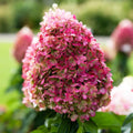 Pink Hydrangea Plant Live for Planting, 6-12" Tall, Hydrangea Tree Live Plant in Pot, Hydrangea Flowers