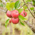 Pink Apple Tree Live Plant, 2 to 3 Feet, Pink Apple Tree Plant for Planting, Apple Fruit Trees Indoor Outdoor