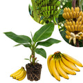 Dwarf Cavendish Banana Live Plant, Sweet Yellow Fruit Tree, 12 Inch Tall
