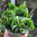 Hoya Plant Live Houseplants, Hoya Live Plant, in 4" Pot, Hoya Hindu Rope, Low-Maintenance Indoor Hanging Plant