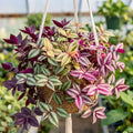 02 Pots Tradescantia Wandering Jew Plants Live Houseplants in 2" Pot, Starter Plants, Mix Purple and Pink Color