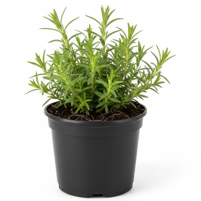 Pink White Creeping Phlox Plant in Quart Pot, 3-6" Live Garden Phlox Plants, Pink White Blooms, Perennial Groundcover