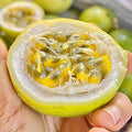 2 High Yield Passion Fruit Plants Live, Yellow Climbing Passion Vine Tree Live Plant for Outdoor Growing, 5-9" in Tall, Fast Growing Perennial Sweet and Edible Fruits