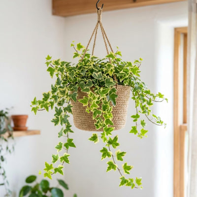 Gold Ivy Live Plant, Ivy Plant Live, 4 Inc Pot, 4-7 Inc Tall, Easy Care Trailing Indoor Houseplant for Hanging Baskets, Container Gardens