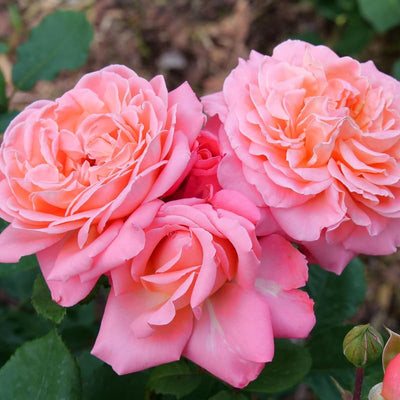 Roses Plant Live, in Pot, Fragrant Roses Flowers, Everblooming Ornamental Garden (Pink)
