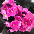 African Violet Live Plant in 4 Inch Pot, Flowering Houseplant, Easy Care Indoor Plant with Vibrant Blooms (Pink African Violet)