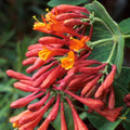 Honeysuckle Live Plant, Fragrant Honeysuckle Vines, Perennial Lonicera Bush for Outdoor Garden 3-6 Inches (Coral)