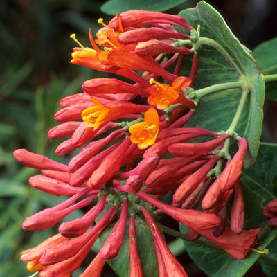 Honeysuckle Live Plant, Fragrant Honeysuckle Vines, Perennial Lonicera Bush for Outdoor Garden 3-6 Inches (Coral)