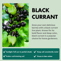 Black Currant Live Plant, 4-7 Inch Tal Potted Berry Plant - Edible Fruit Shrub for Garden, Patio, and Container Growing