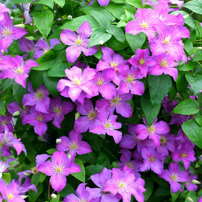 Clematis Vine Plants Live in Pot, 8 Months Old Seedlings Climbing Flowering, Outdoor Trellis Fences, Cold Hardy (Light Pink Clematis)