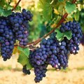 1 Blue Grape Vine Plants, 1-2 Year Old Bareroot, Purple Blue Grape Plants Live for Planting, Grape Fruits Trees Live Plants
