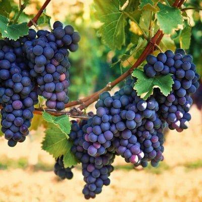1 Blue Grape Vine Plants, 1-2 Year Old Bareroot, Purple Blue Grape Plants Live for Planting, Grape Fruits Trees Live Plants