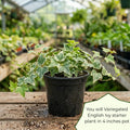 Variegated English Ivy Live Plant, Ivy Plant Live, 4 Inc Pot, 4-7 Inc Tall, Easy Care Trailing Indoor Houseplant for Hanging Baskets, Container Gardens