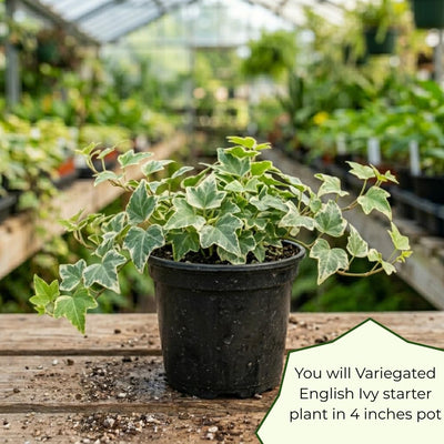 Variegated English Ivy Live Plant, Ivy Plant Live, 4 Inc Pot, 4-7 Inc Tall, Easy Care Trailing Indoor Houseplant for Hanging Baskets, Container Gardens