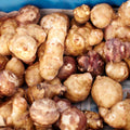 Set 5 of Jerusalem Artichoke Live Tubers, Sunchoke Bulbs for Planting, Vegetable Plant Garden
