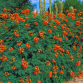 Red Pride of Barbados Tree Live Plant, 1 Year Old Mexican Bird of Paradise Plant Live 6-10" in Tall in Pot, Dwarf Poinciana Tree, Dormant in Winter