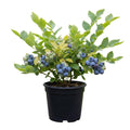 Northern Highbush Blueberry Live Plant, 4 Inches Pot, Sweet Blueberry Fruit Bush Live Plant for Planting in Garden, Spring Plant