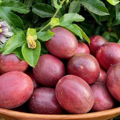2 High Yield Passion Fruit Plants Live, Red Climbing Passion Vine Tree Live Plant for Outdoor Growing, 5-9" in Tall, Fast Growing Perennial Sweet and Edible Fruits