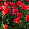 Red Azalea Rhododendron Plant Live in 4 Inch Pot, Azalea Rhododendron Bush Shrub, Bloom in Spring, Zones 7-10