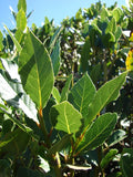 Laurus Nobilis Bay Leaf Tree Live Plant, Sweet Bay Laurel Plant Live in 6 to 9 Inches Tall Ready to Grow, Bay Laurel Sweet Bay Herbs